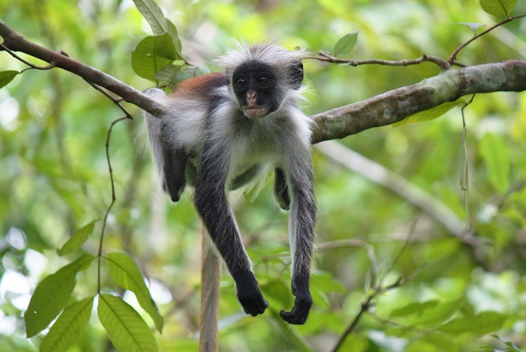 Zanzibar Jozani Forest