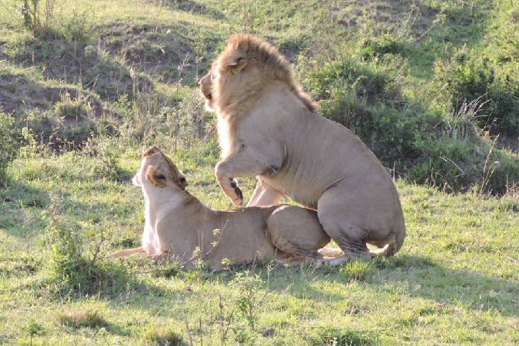 4 Days Manyara &amp; Serengeti Safari