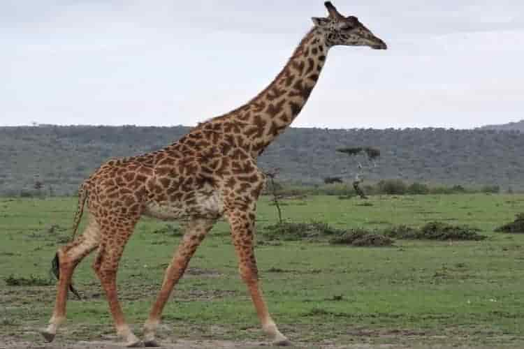 5 Days Escarpment Safari