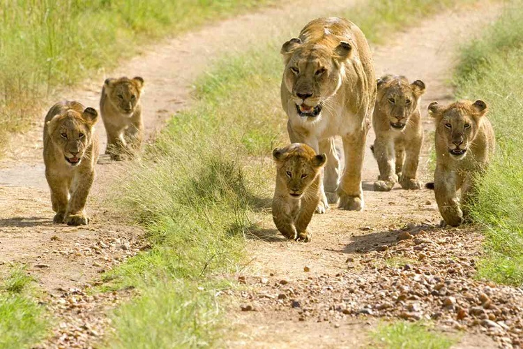 5 Days Tarangire, Serengeti &amp; Ngorongoro