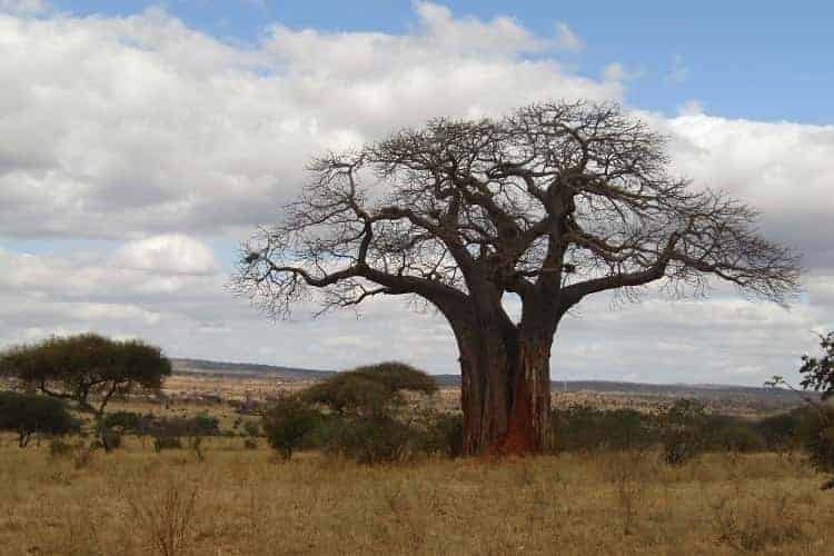 3 Days Tarangire, Serengeti and Ngorongoro